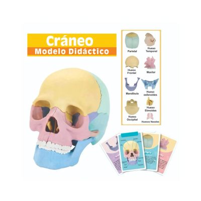 Cráneo didáctico